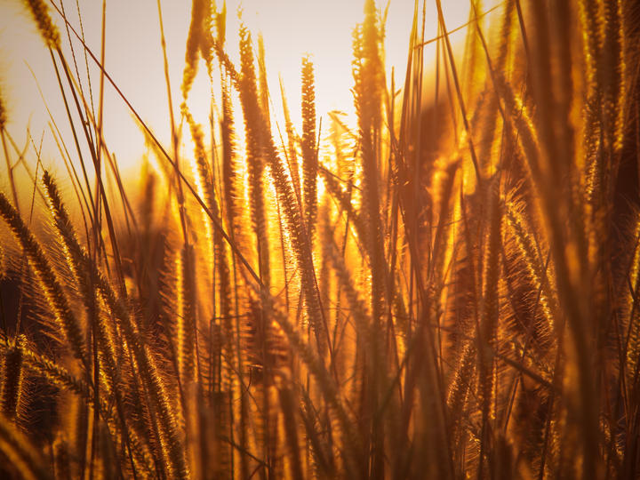 sunlight through wheat