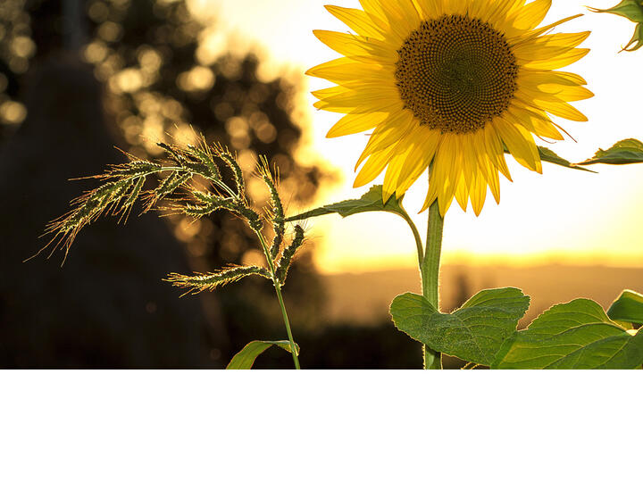 The first day of summer is June 21st.