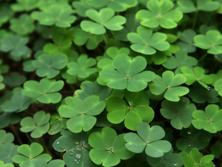 Bed of green clovers
