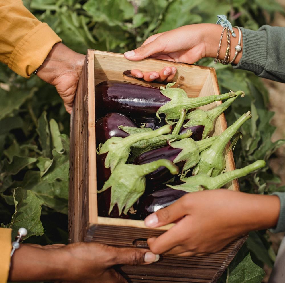 Hands harvesting vegetables