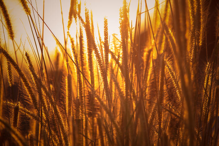 sunlight through wheat